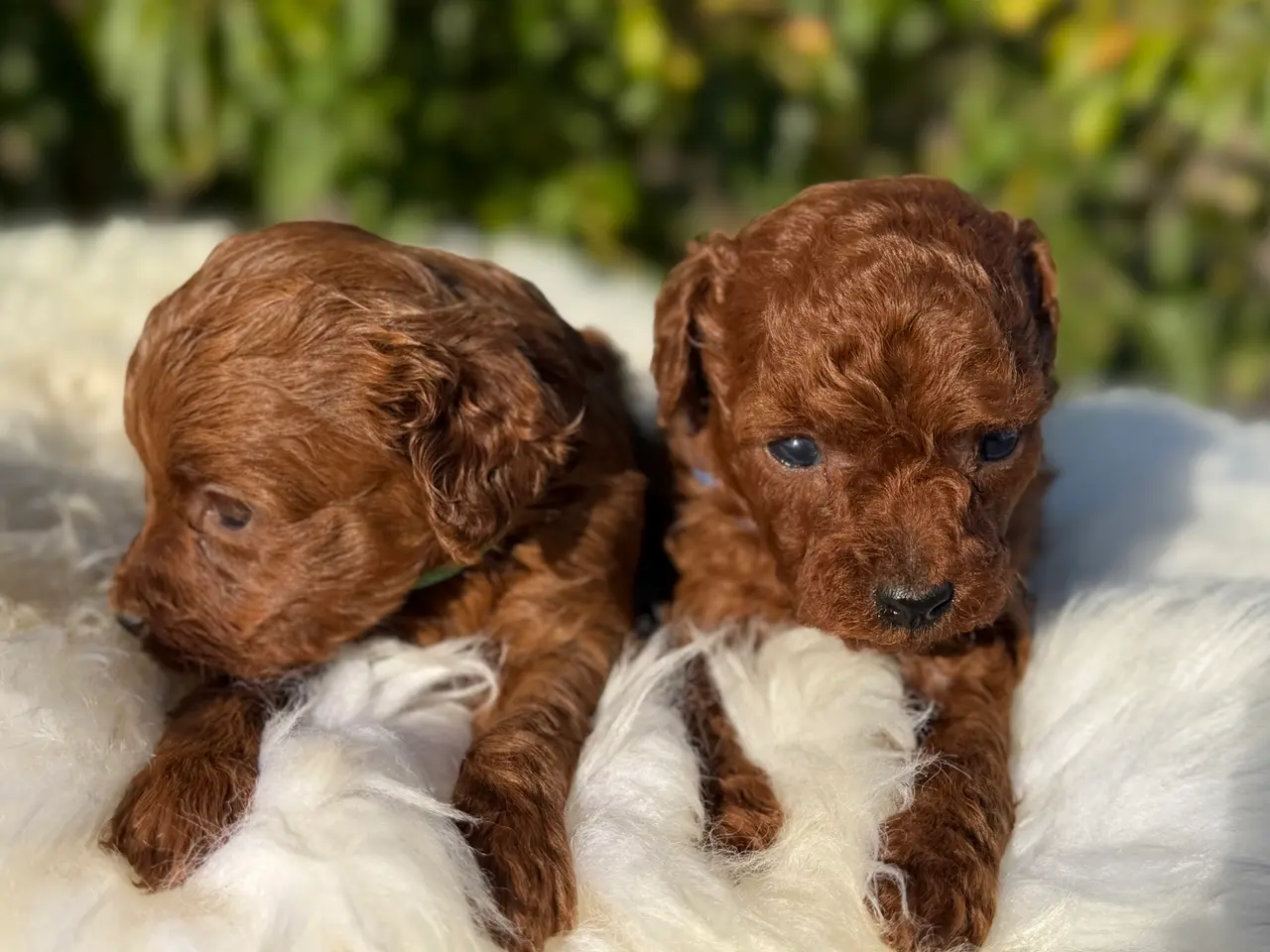 Billede 9 - Goldendoodle F1B