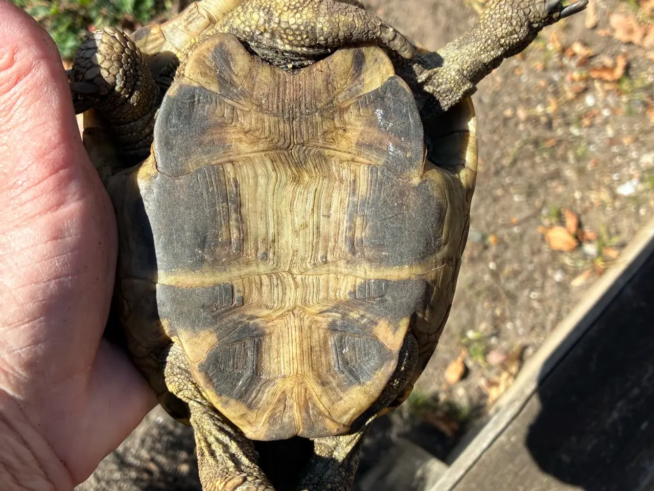 Billede 2 - Landskildpadde han- Leo