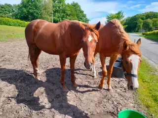 Hoppe og plag