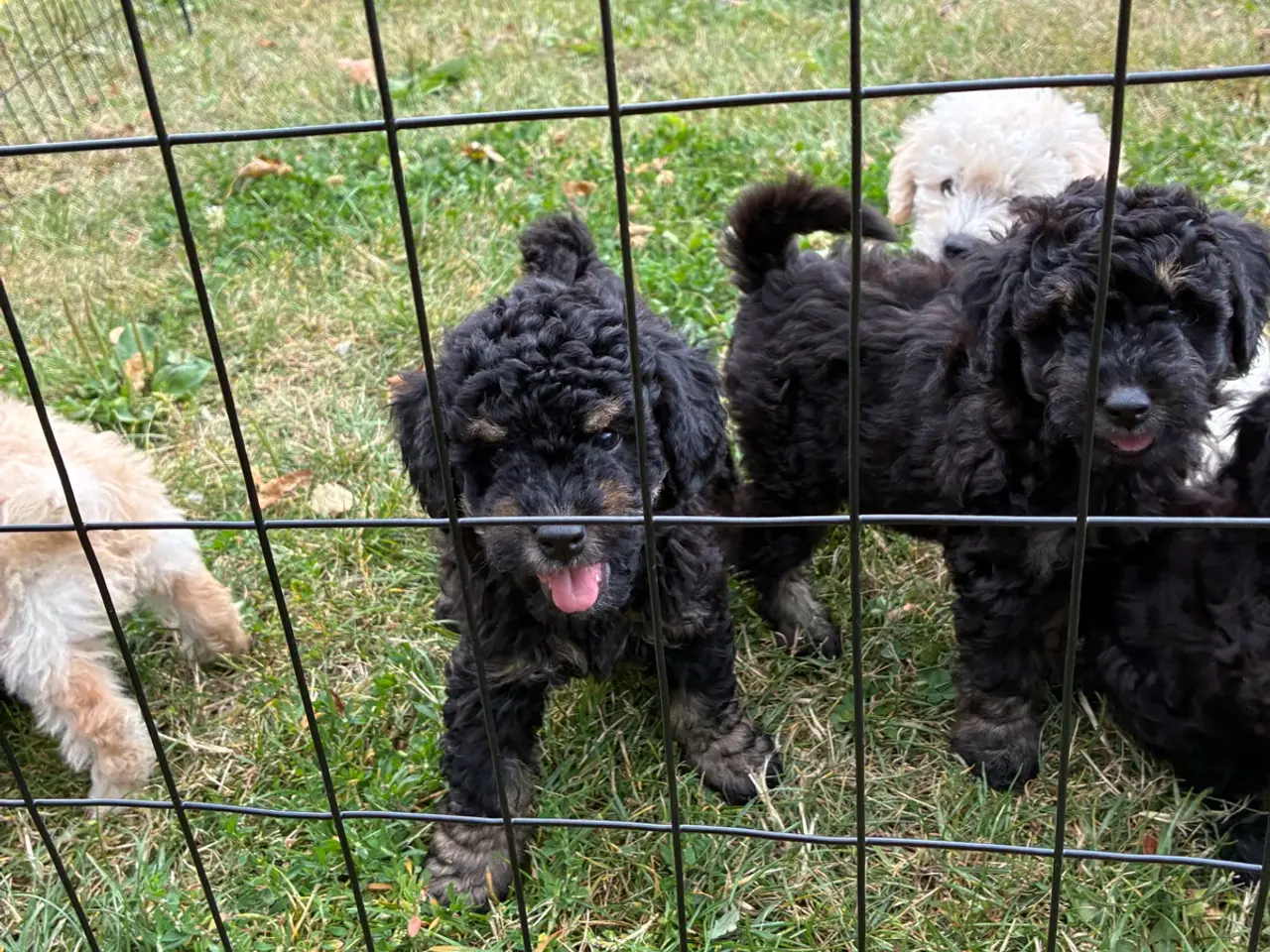 Billede 4 - Labradoodle hvalpe