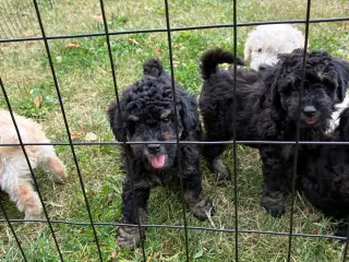 Labradoodle hvalpe - 4