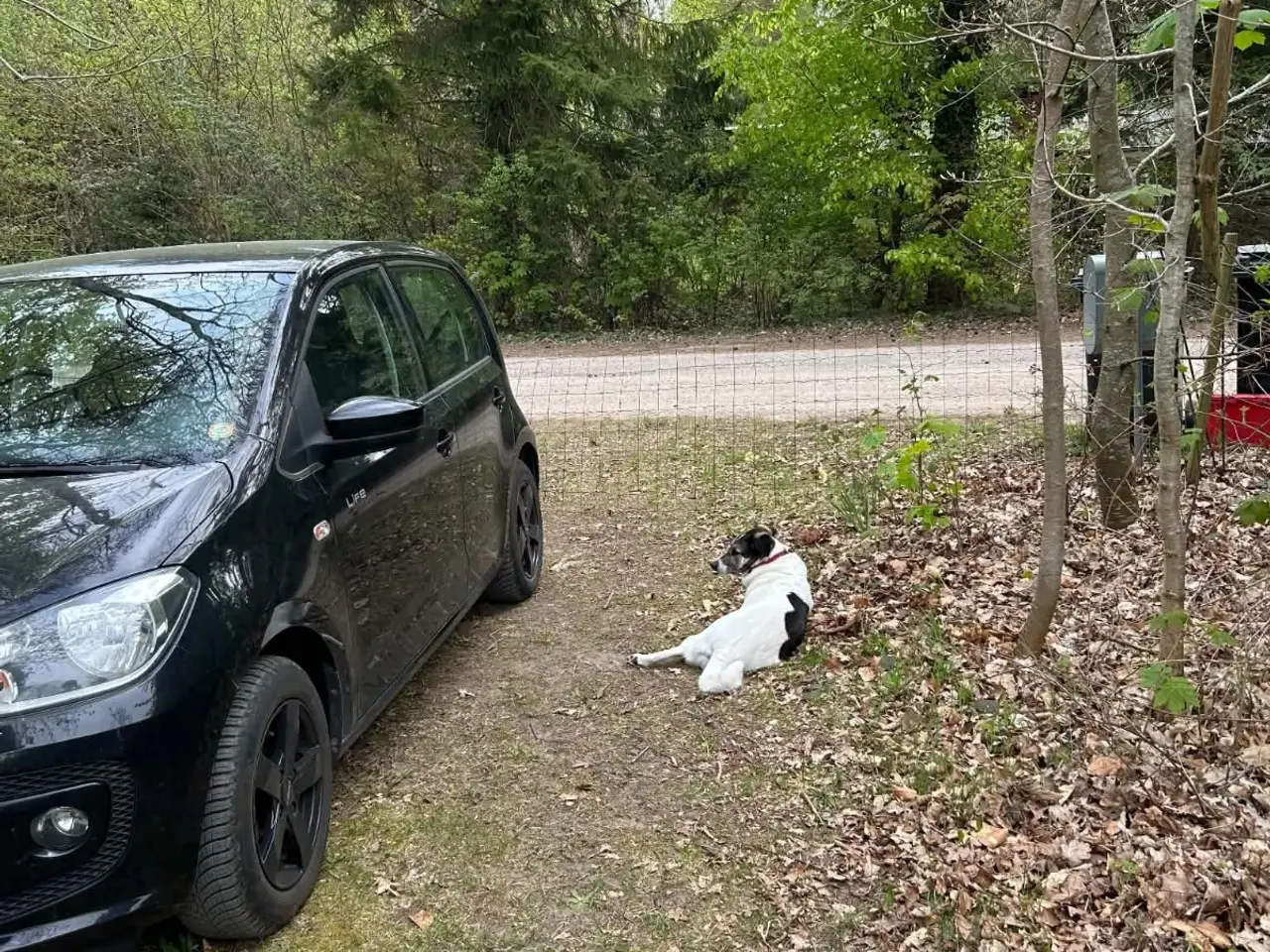 Billede 5 - Skønne Safi søger nyt hjem 🐶