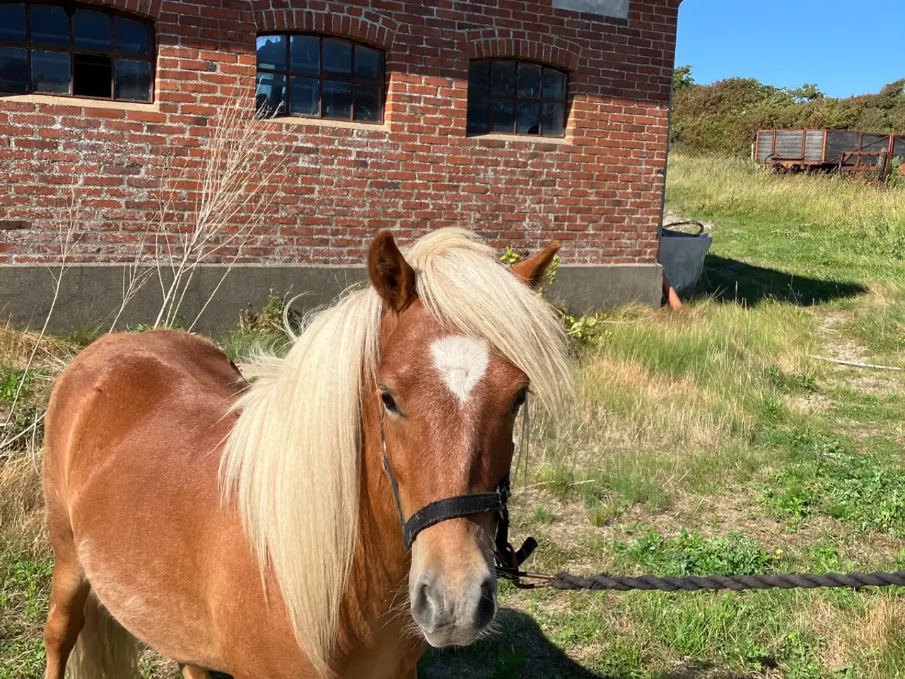 Billede 1 - Dejlig 1 års vallak med stamtavle