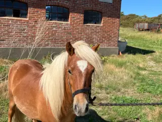 Dejlig 1 års vallak med stamtavle