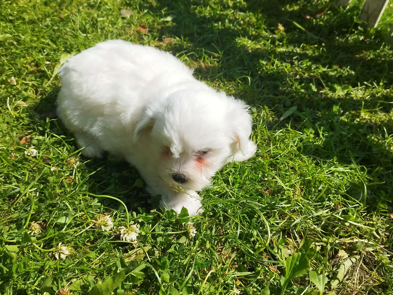 Billede 2 - Danmarks Sødeste Coton de tulear han hvalp