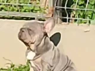 Fransk Velvet bulldog dreng.