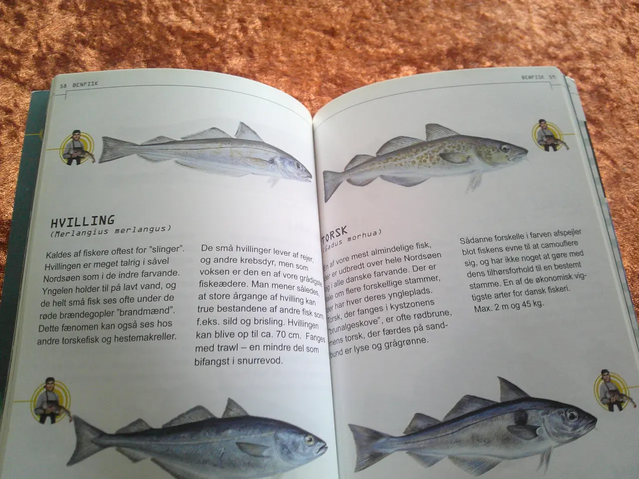 Billede 2 - Ud i Nordsøen, Nordsøen Oceanarium,