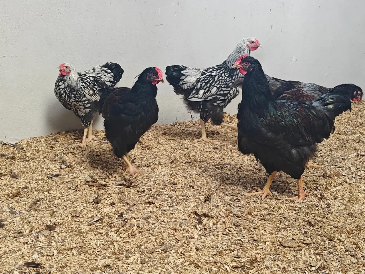Billede 5 - Wyandotter og barnevelder