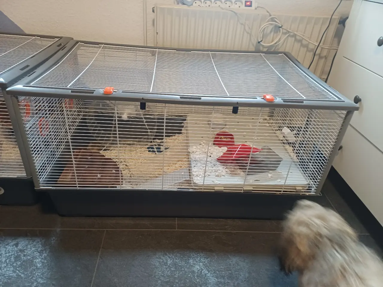 Billede 5 - 3 guld hamster sælges