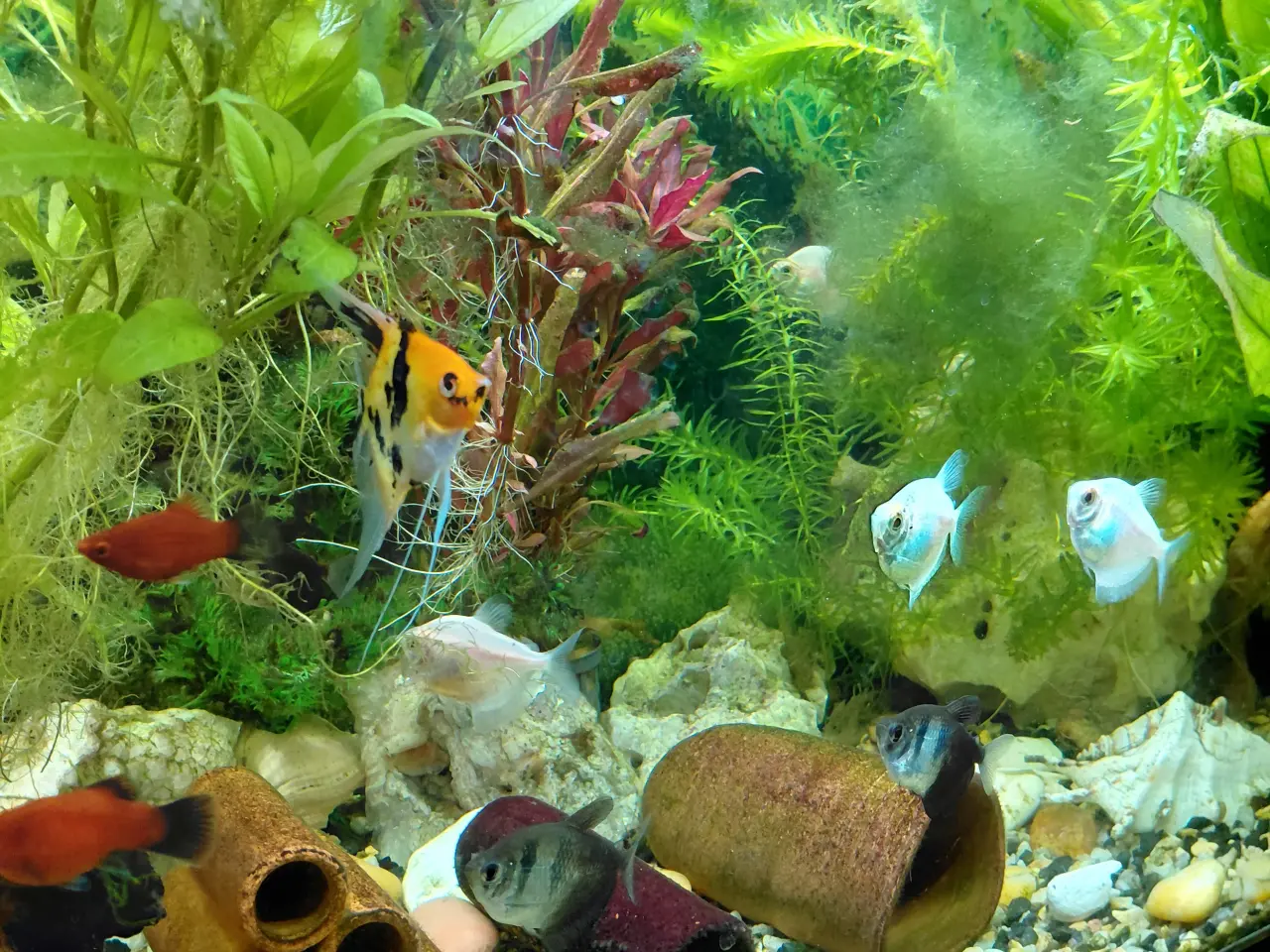 Billede 4 - Juvel 125 l akvarium