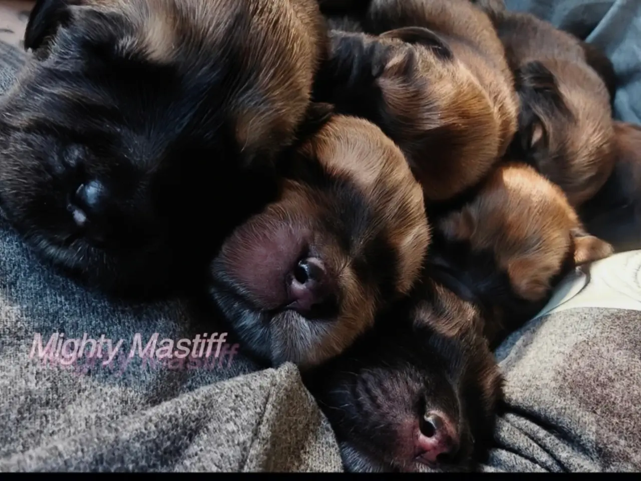 Billede 8 - Tibetansk Mastiff tæver 