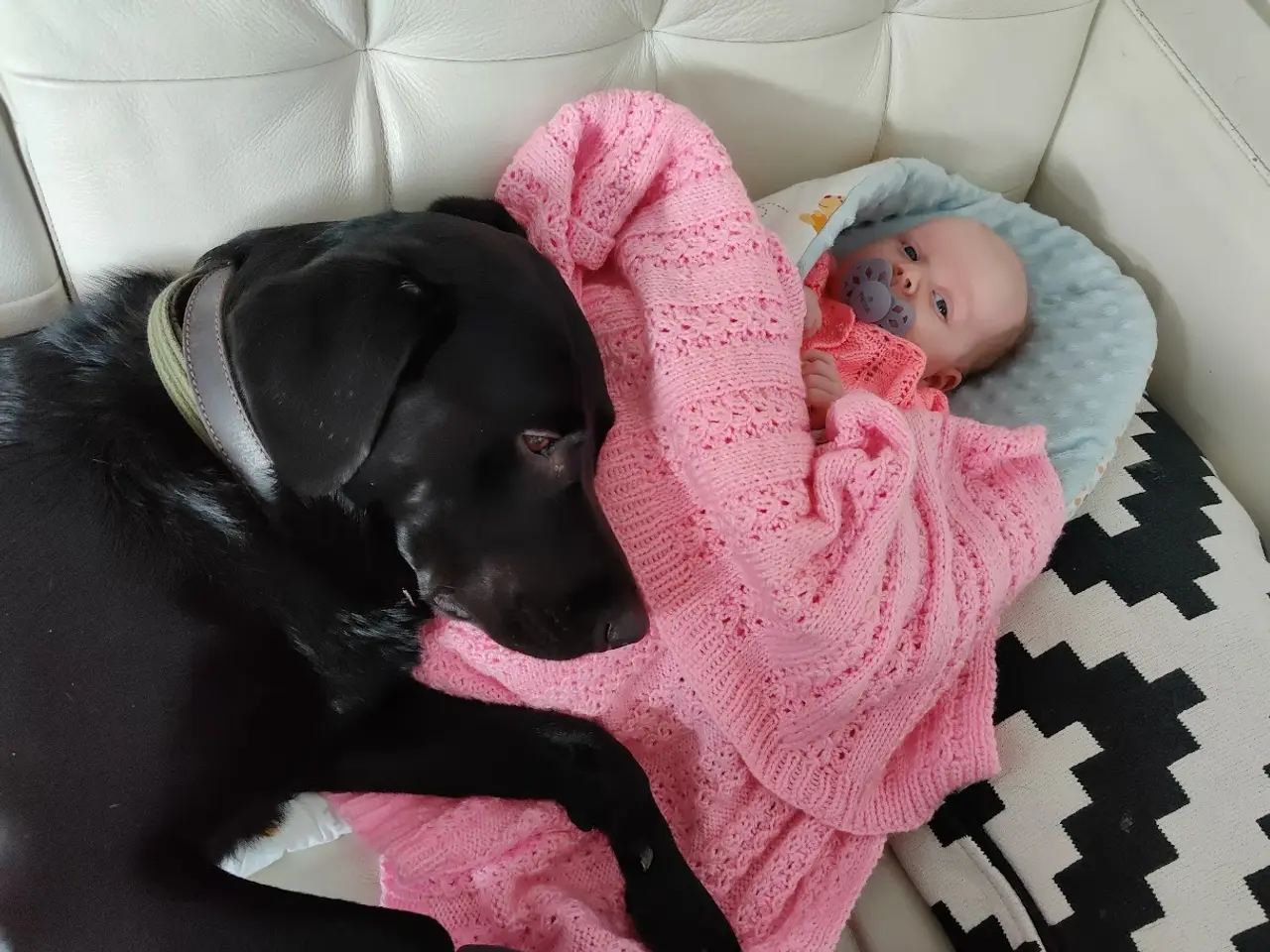 Billede 3 - F1 Labrador udbydes til parring