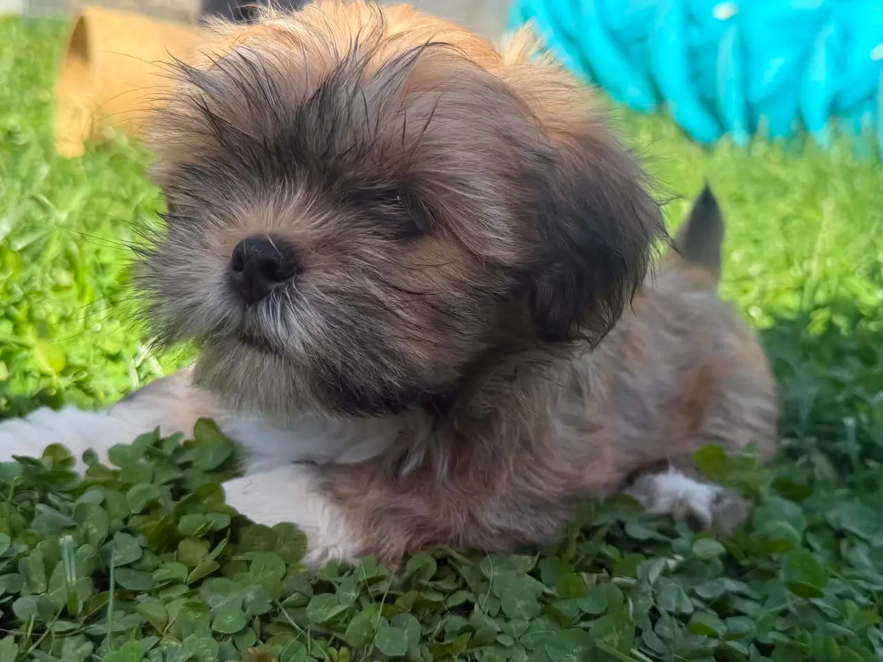 Billede 1 - Smuk Lhasa apso tæve med DKK stamtavle 