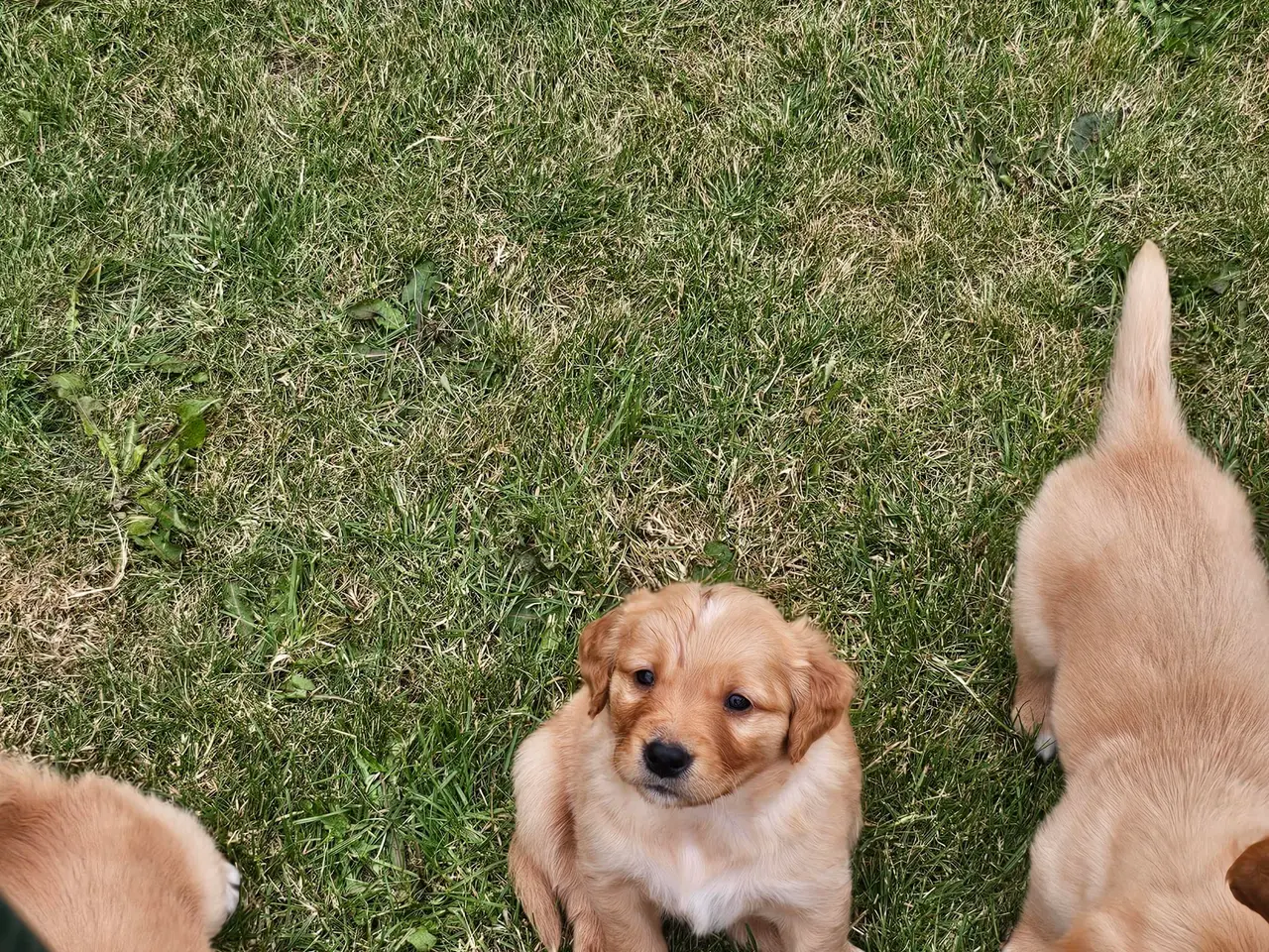 Billede 7 - Golden Retriever hvalpe