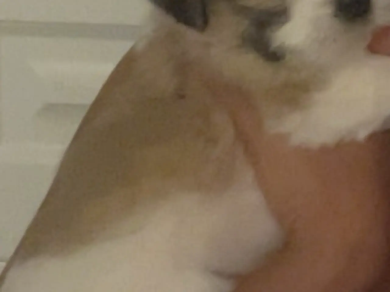 Billede 4 - Lhasa Apso/ Coton de tulear hvalpe