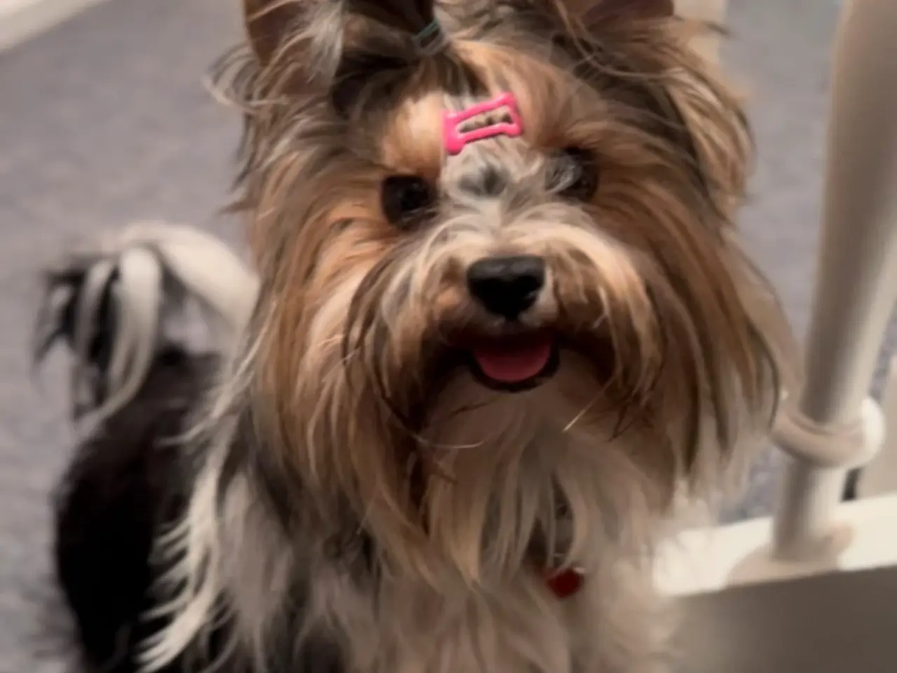 Billede 1 - Biewer terrier til parring. 