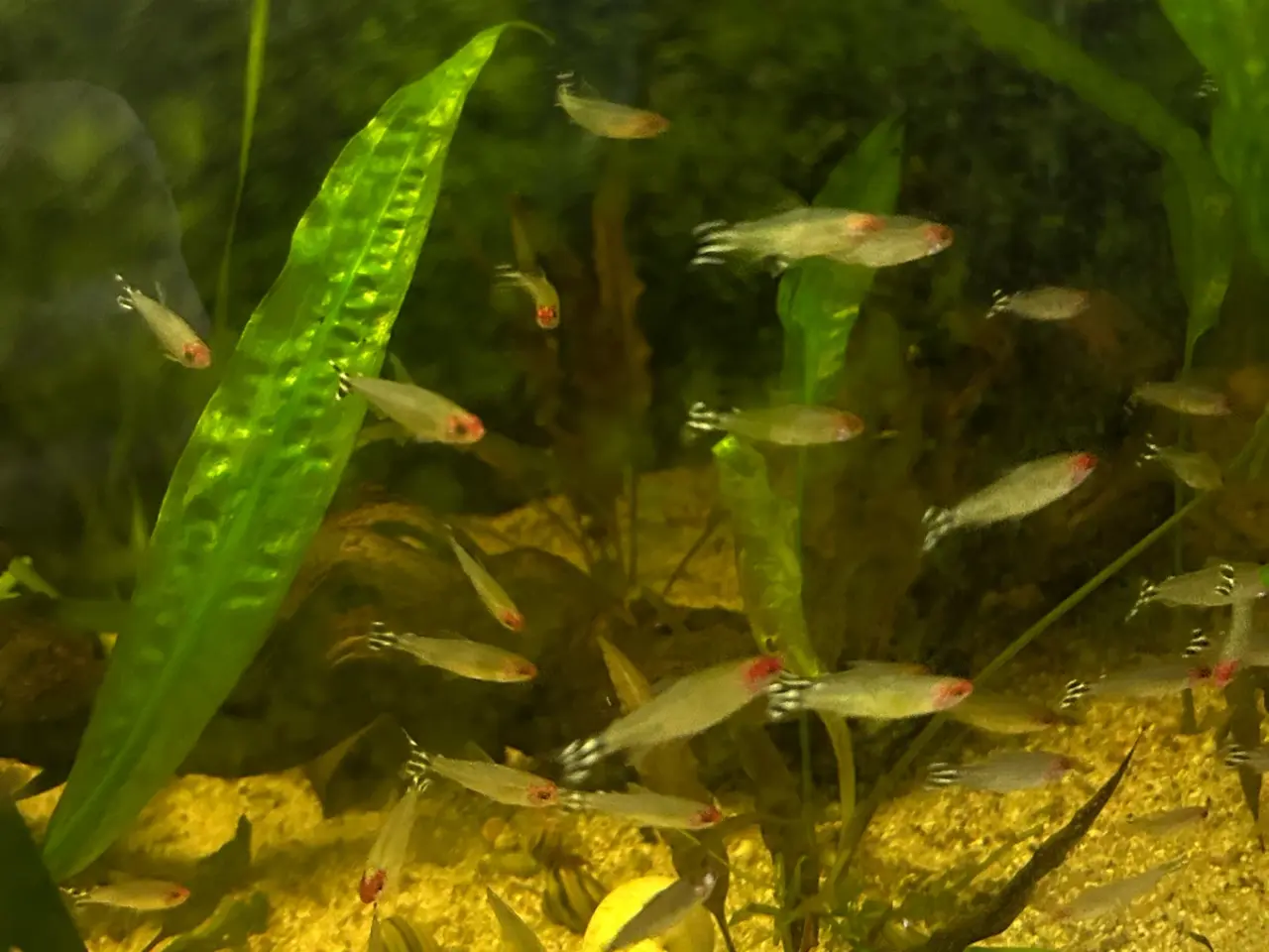 Billede 1 - 🔥🐟 Rødnæsetetra – perfekte stimefisk til akvarie