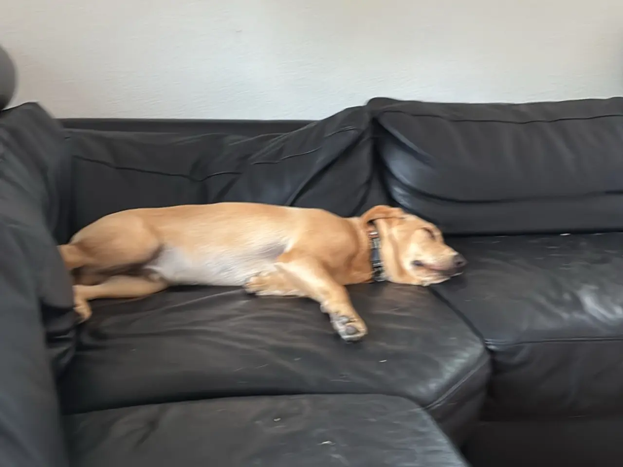 Billede 1 - Labrador hvalp han hund 