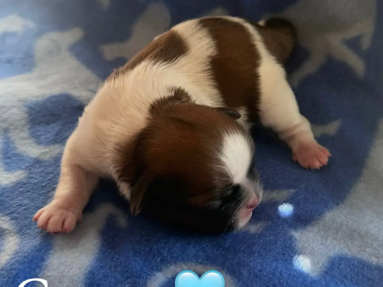 Billede 2 - Lækkerste Shih tzu hvalpe