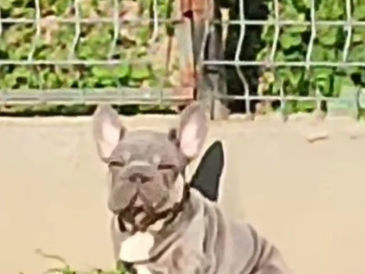 Billede 7 - Fransk Velvet bulldog dreng.