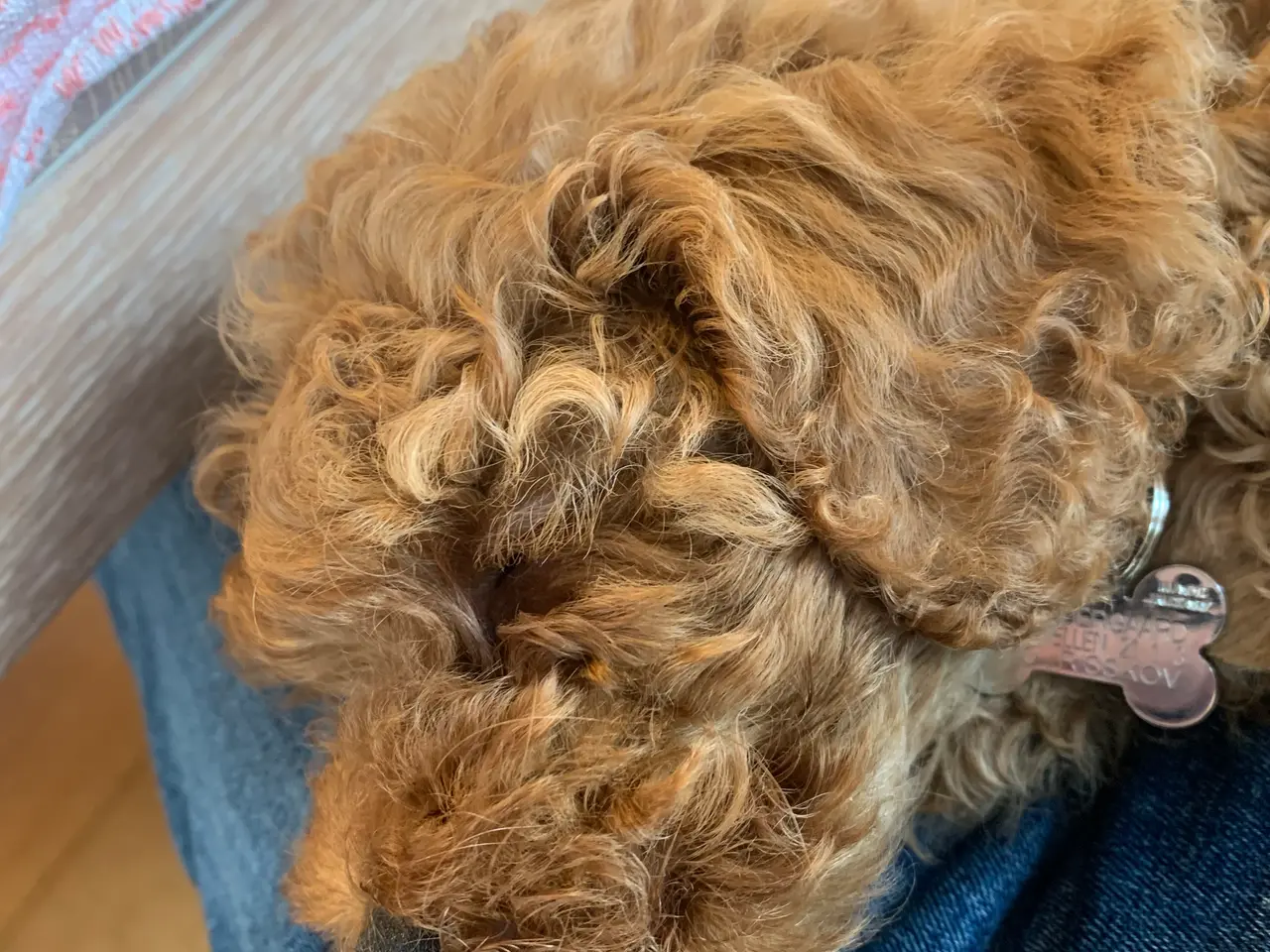 Billede 6 - Cavapoo hvalp F2B