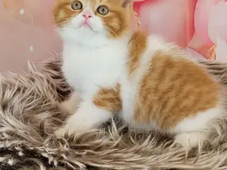 British shorthair hankiling