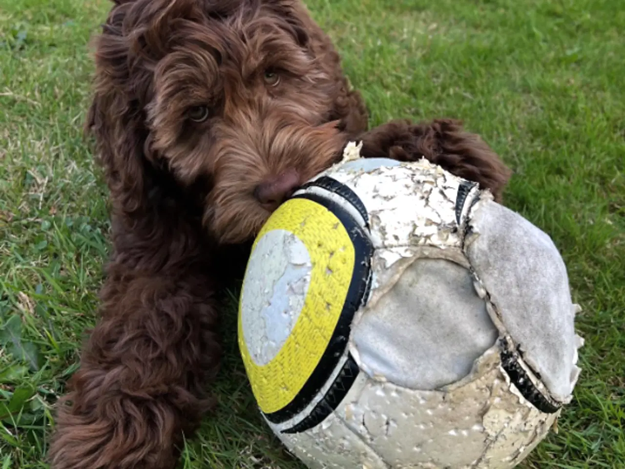 Billede 15 - Labradoodlehvalpe til 2027