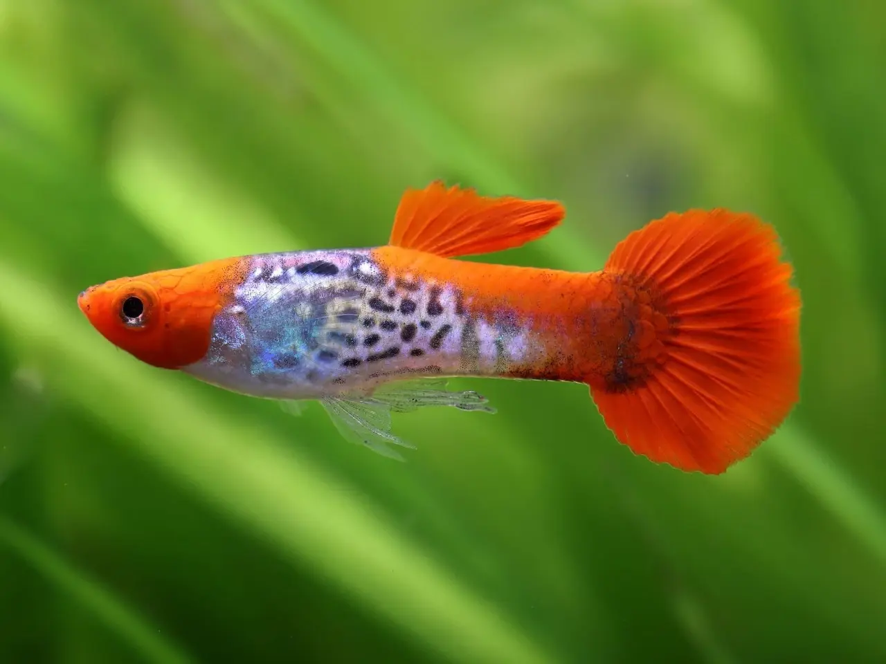 Billede 5 - ren stammede guppier