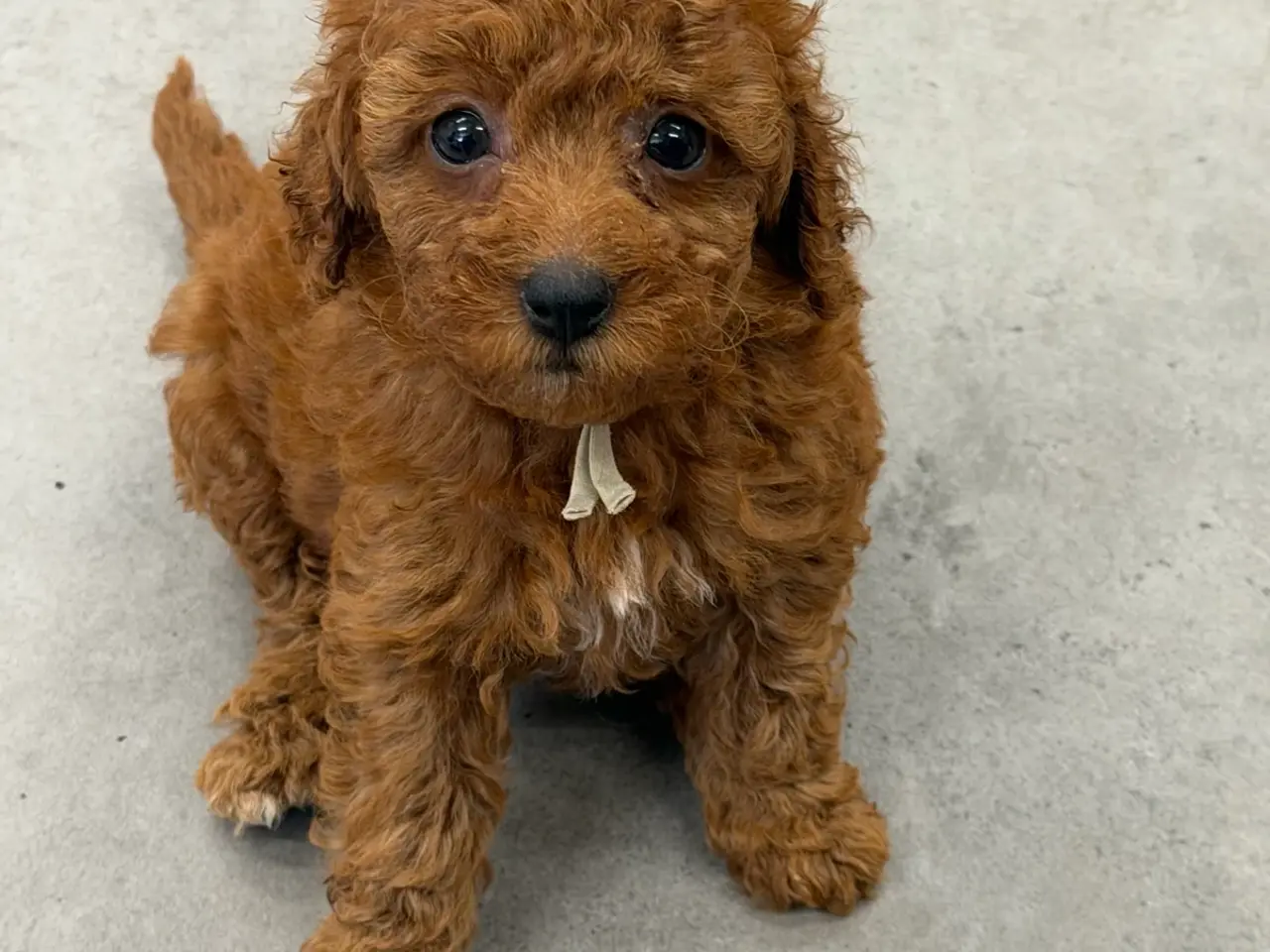 Billede 2 - 🐶☀️ Skønne Cavapoo-hvalpe søger deres kommende fa