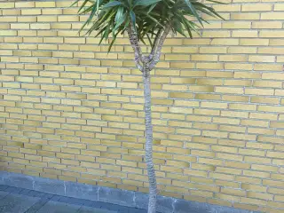 Yucca Palmer