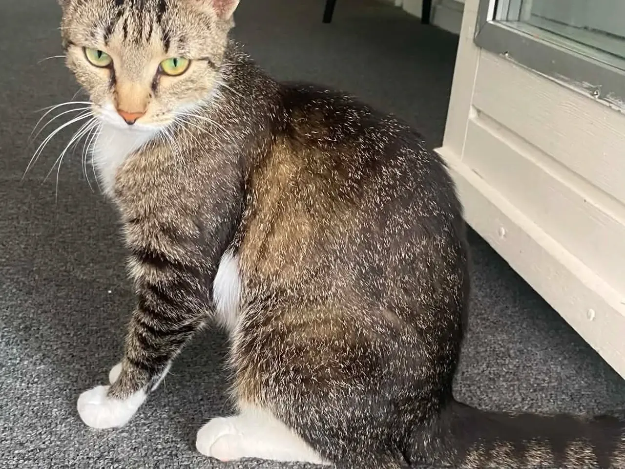 Billede 1 - 🐾 Sød hun kat søger sit nye hjem 🐾