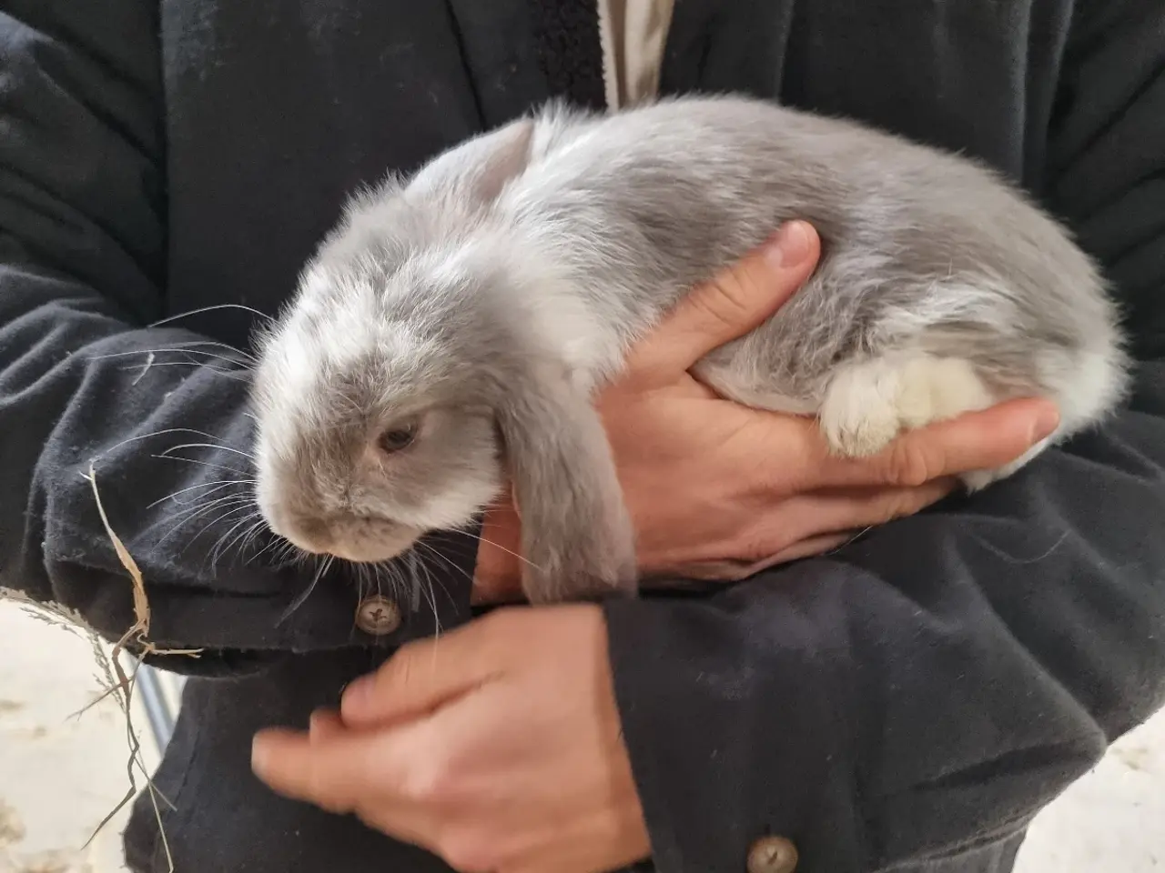 Billede 2 - 🐰 Søde franske vædderkaninunger