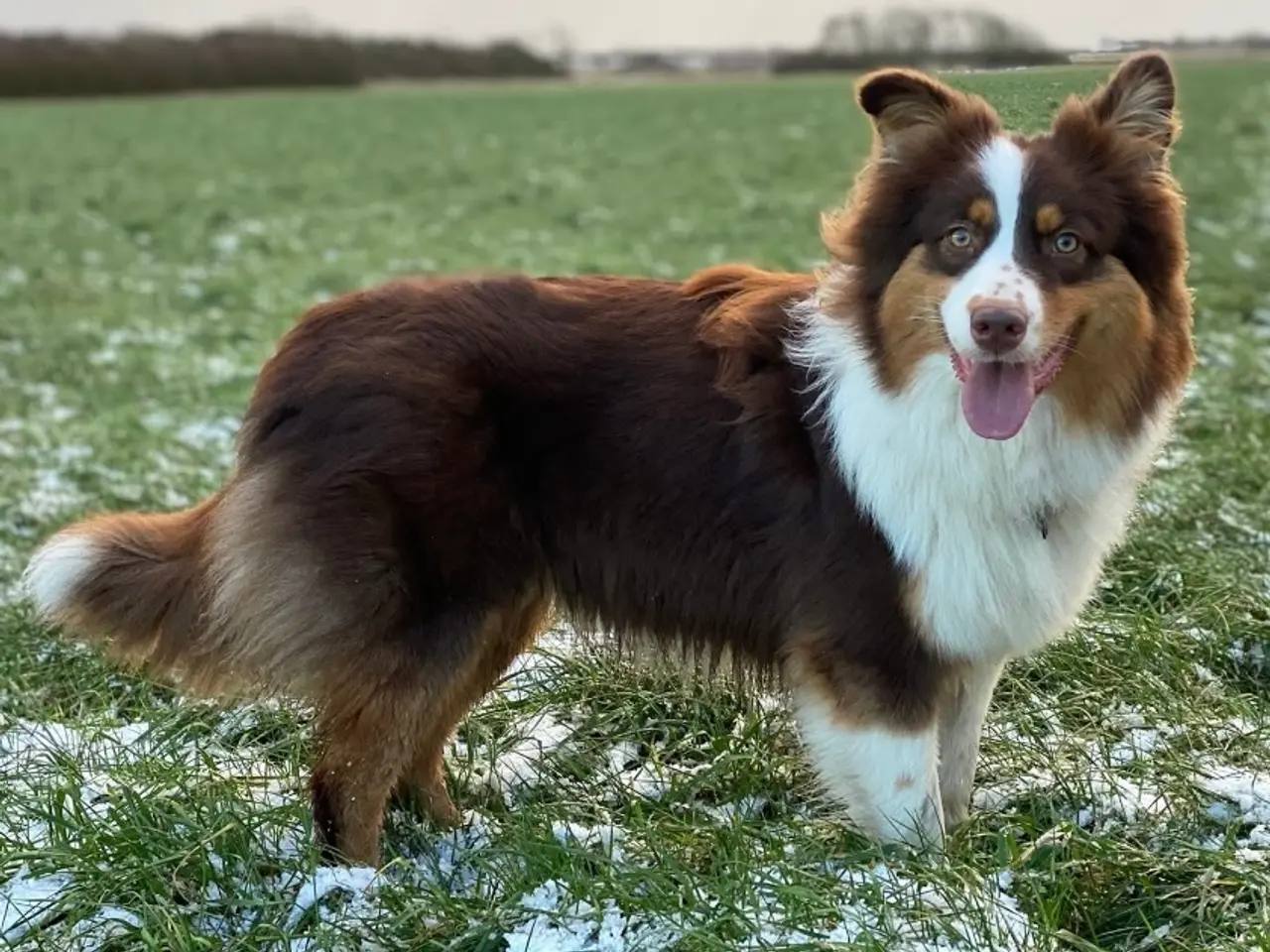 Billede 5 - Ægte Australian Shepherd hvalp 