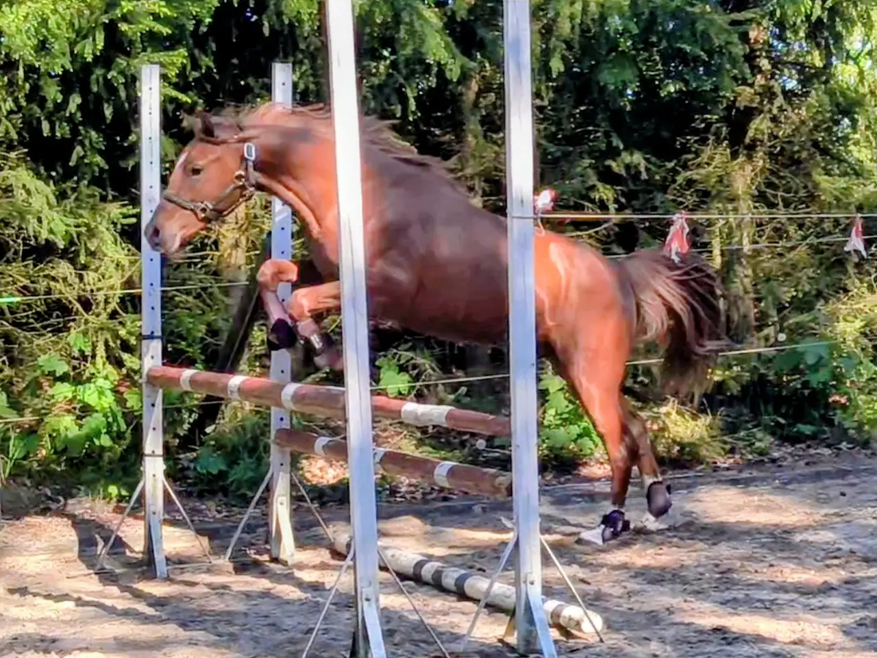Billede 10 - Dansk Sports pony ( kat 1)