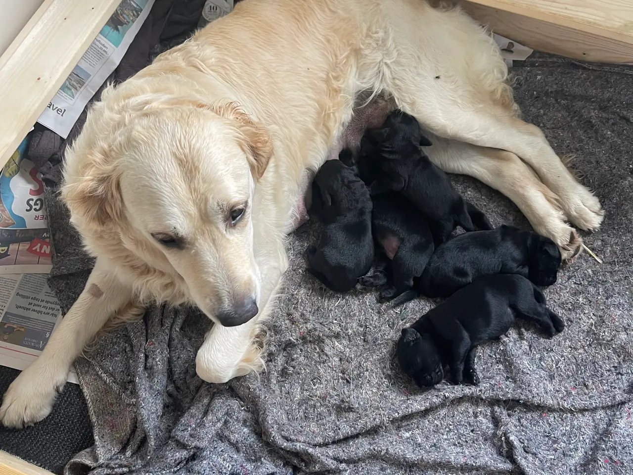 Billede 5 - Hundehvalpe til salg