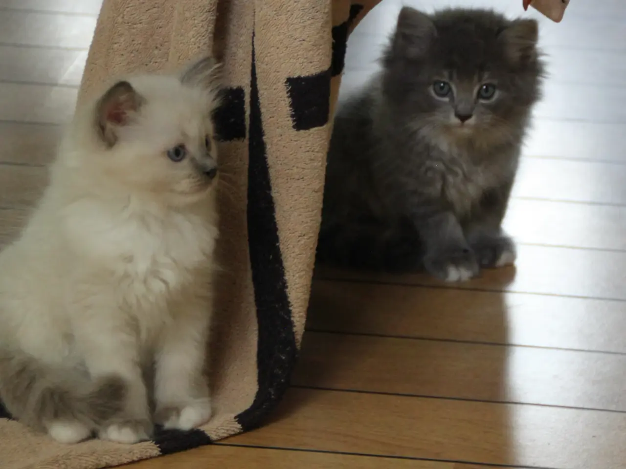 Billede 9 - Lækre 3/4 Ragdoll +1/4 perser killinger, katte