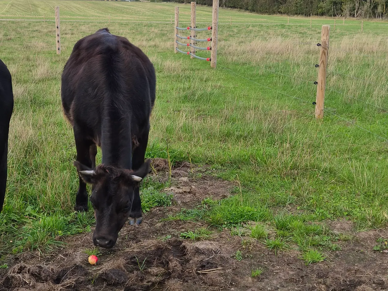 Billede 2 - 1 års kvie, simmentaller/Angus blanding