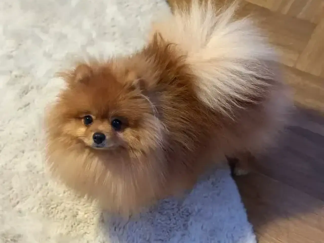 Billede 3 - Avle klar mini Pomeranian 