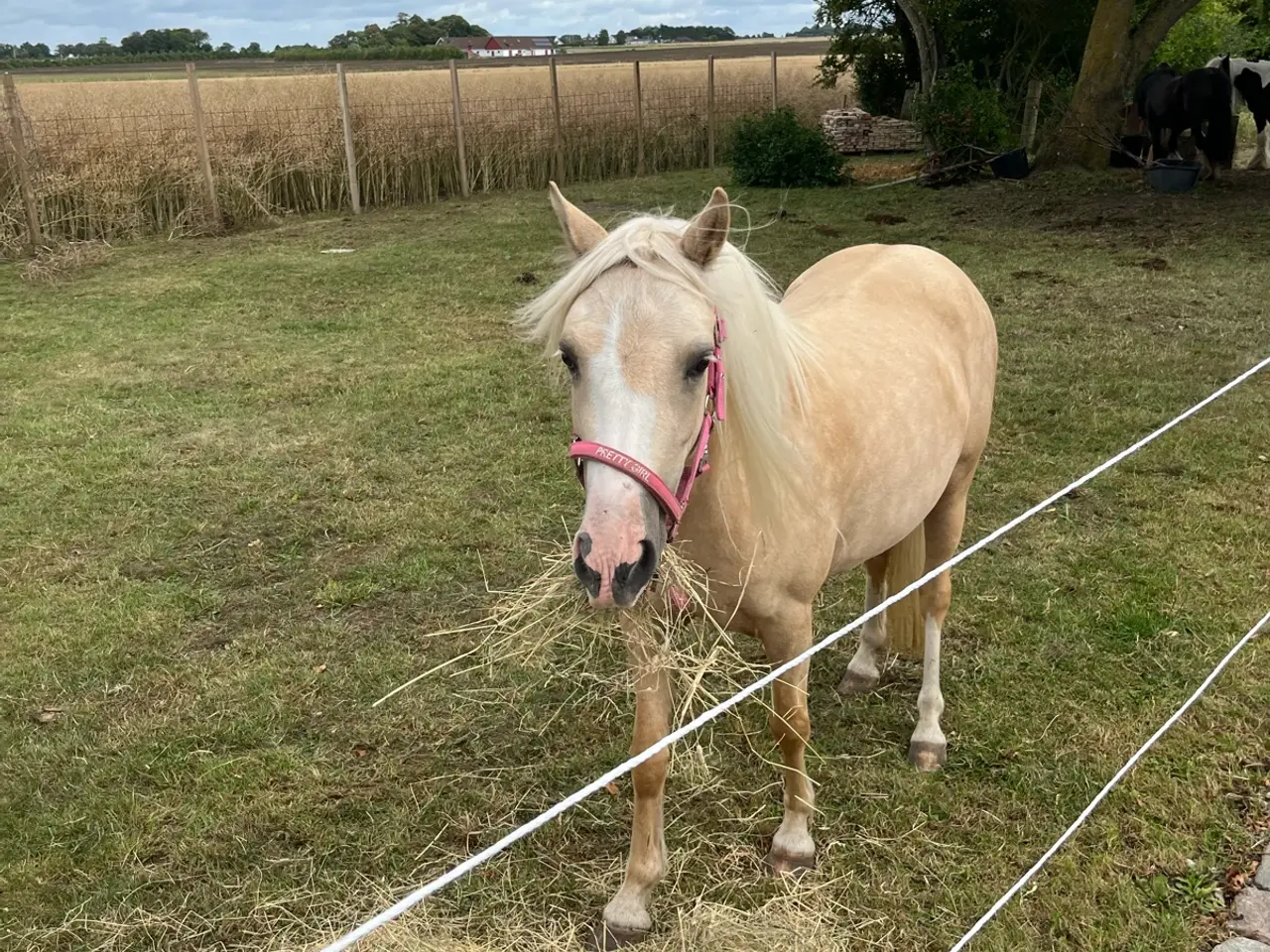 Billede 2 - Skøn pony hoppe med god spring mulighed  
