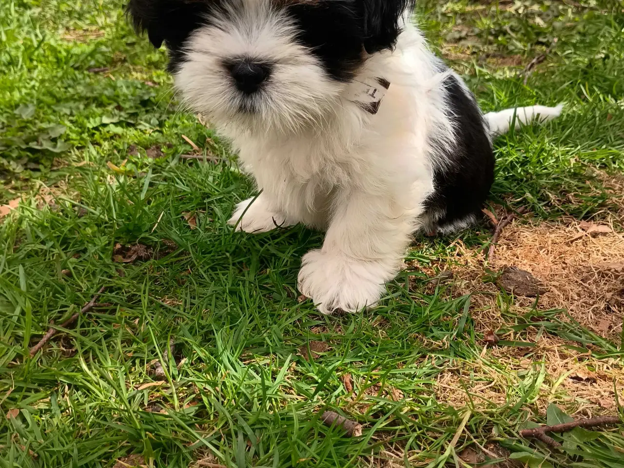 Billede 6 - Klar nu, lhasa apso 