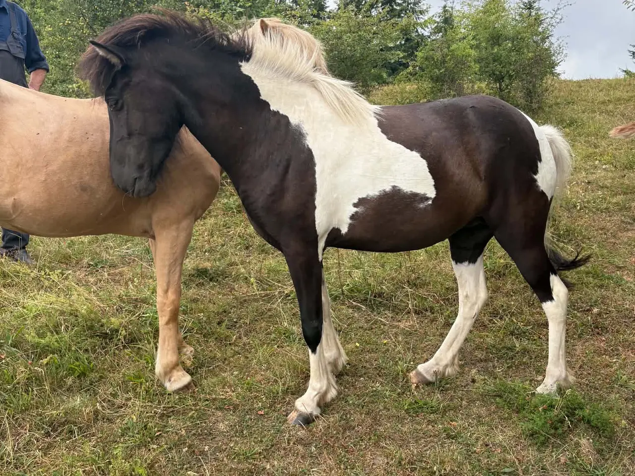 Billede 2 - Islænder føl, ungheste og rideheste