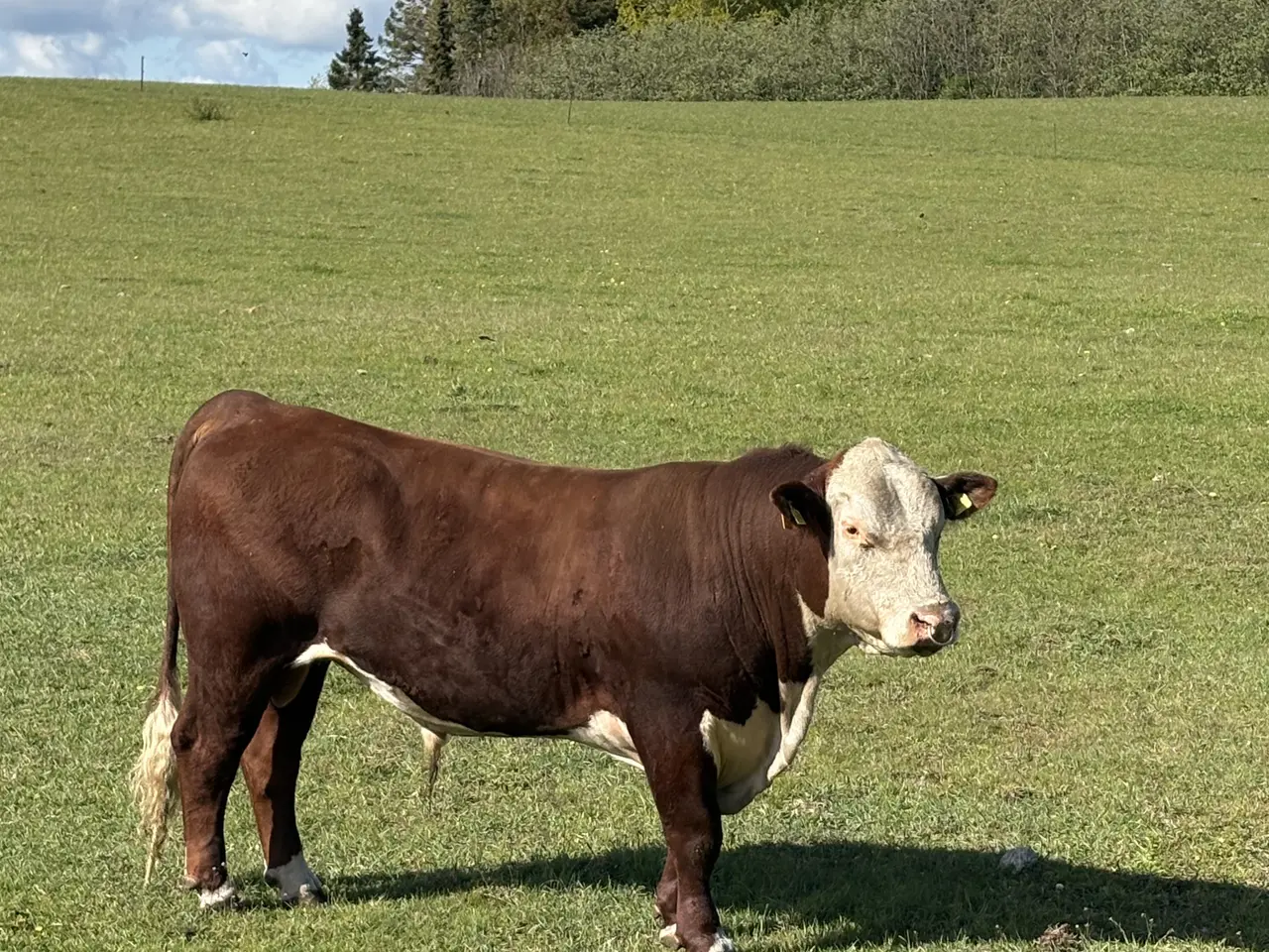 Billede 1 - Hereford tyr