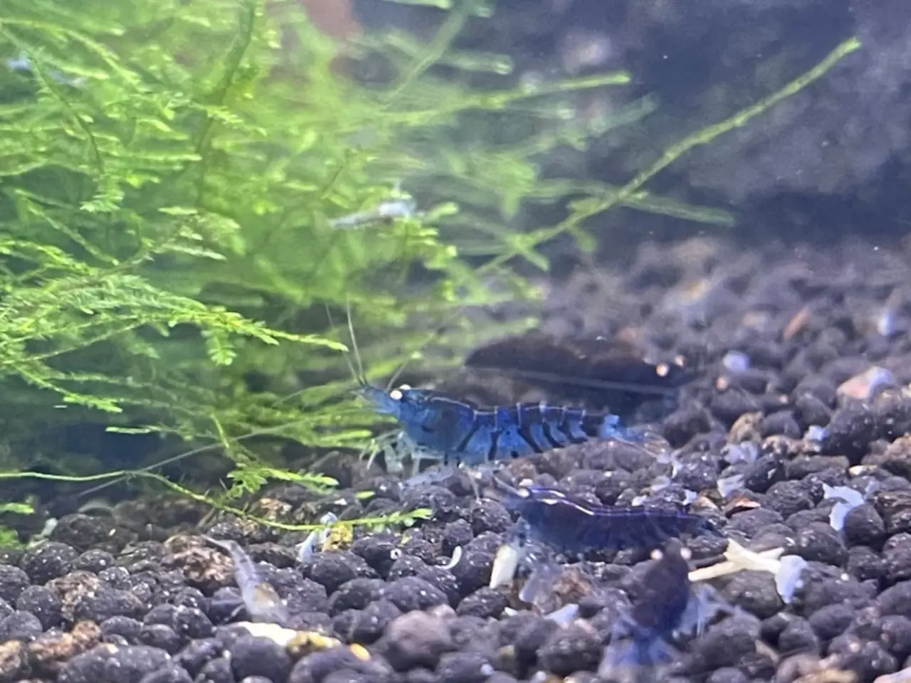 Billede 1 - Akvarie rejer, Blue tiger OE caridina rejer