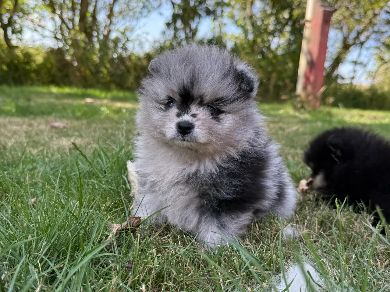 Billede 9 - Pomeranian