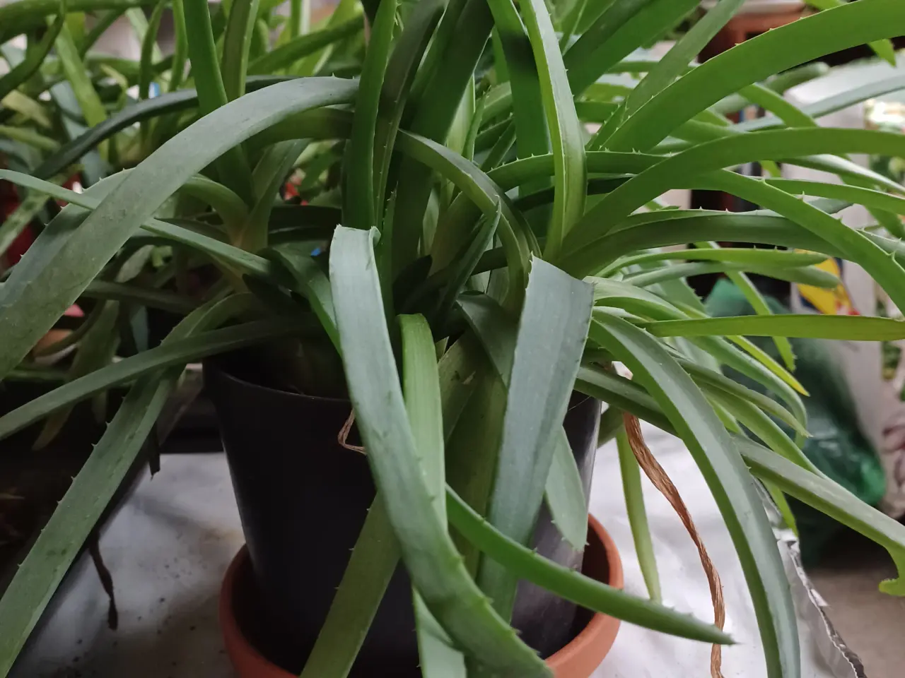 Billede 1 - Aloe Vera potteplanter
