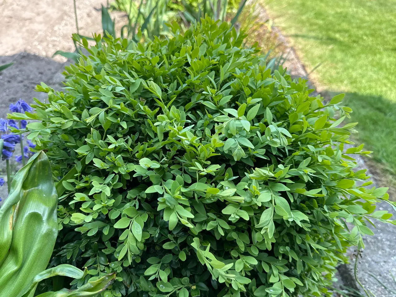 Billede 2 - Husløg, Buskbom,Hosta, kastanjebusk, Havehibiscus