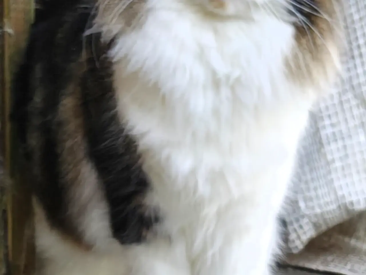 Billede 17 - Ragdoll  far- Ragdoll-Skovkat mor.