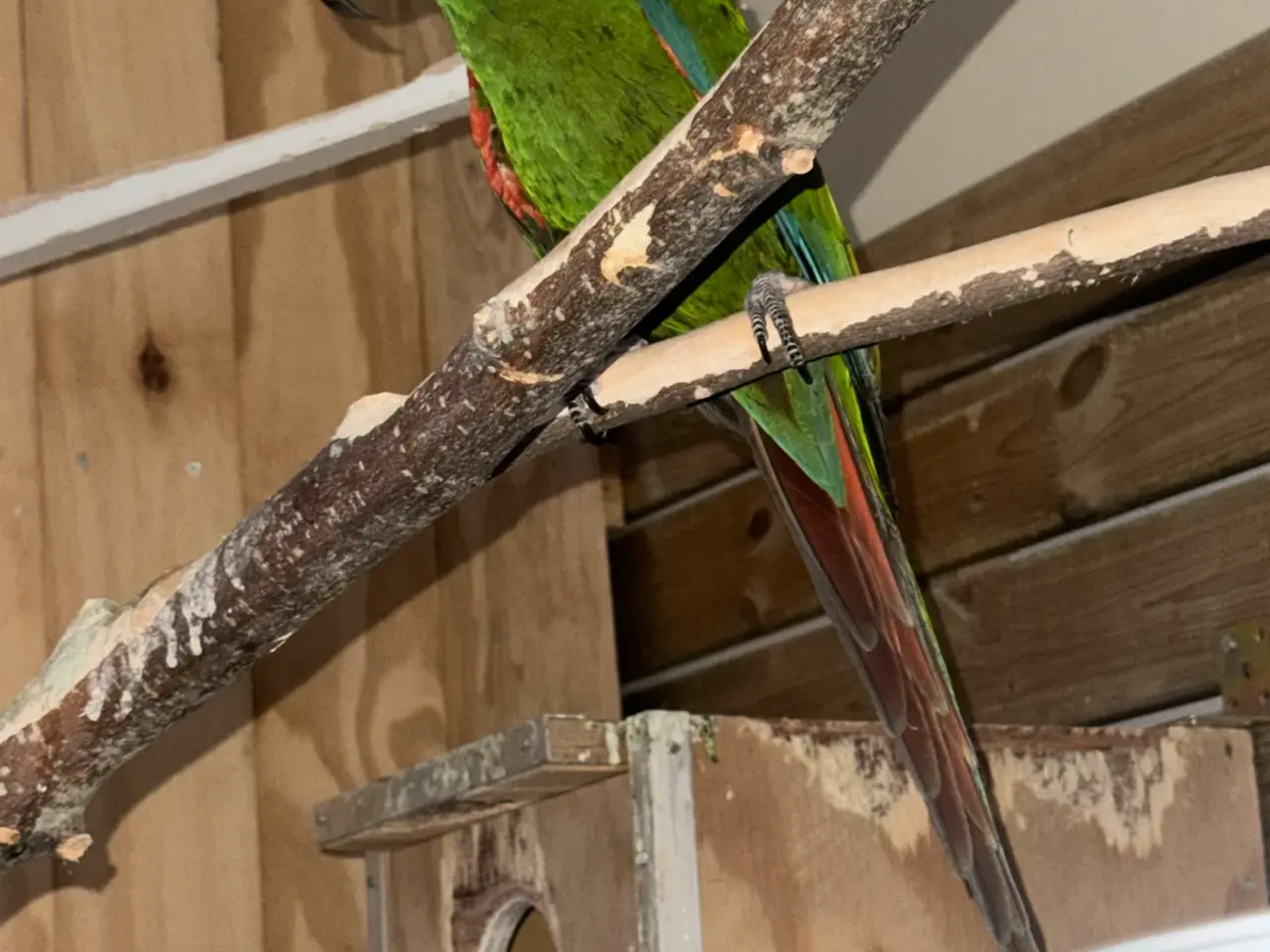 Billede 1 - Severe ara macaw (Ara severa
