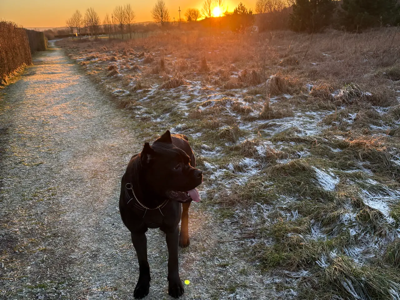 Billede 1 - Cane Corso 