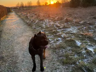 Cane Corso 